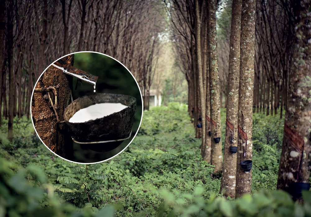 Natural rubber production forest with close-up of the tapping cut